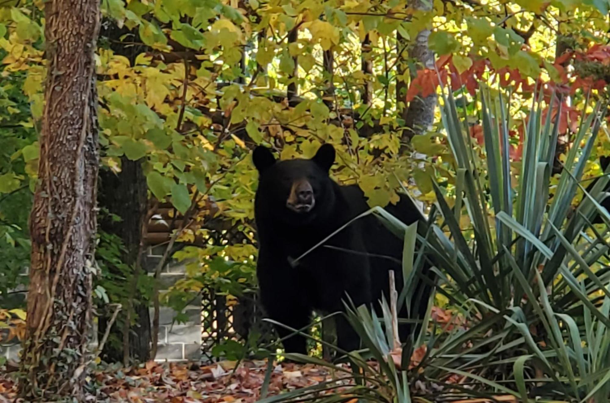 הוילה סביירוויל Can'T "Bear" To Leave מראה חיצוני תמונה